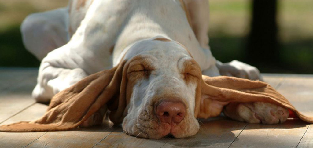 Veterinario a domicilio a Brescia