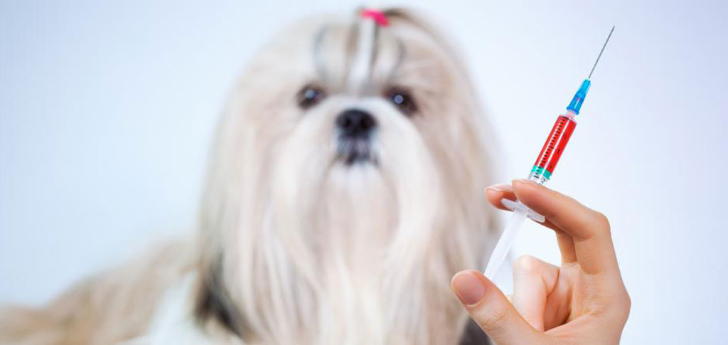 Veterinario a domicilio a Brescia