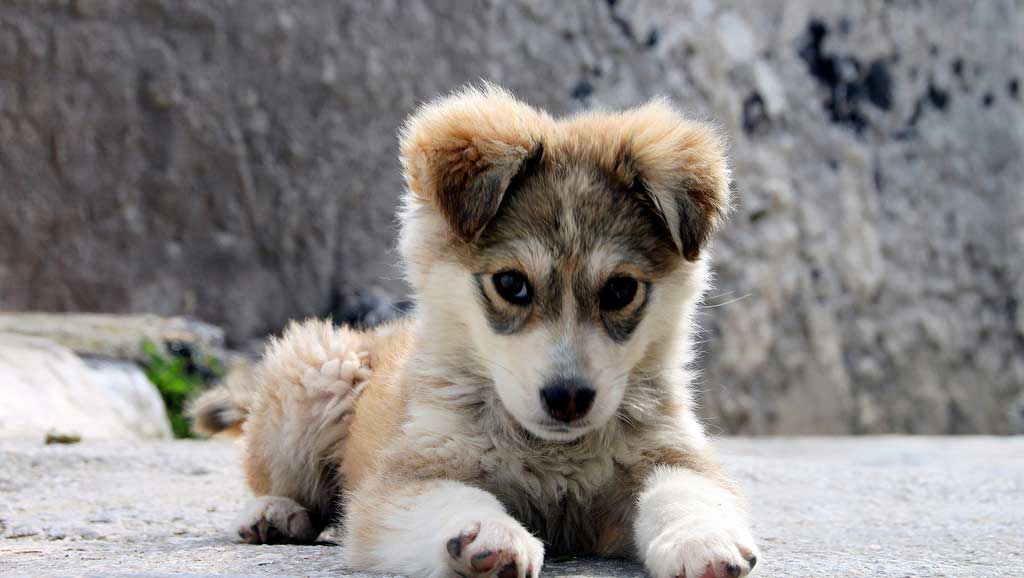 Veterinario a domicilio a Desenzano del Garda per il tuo cane