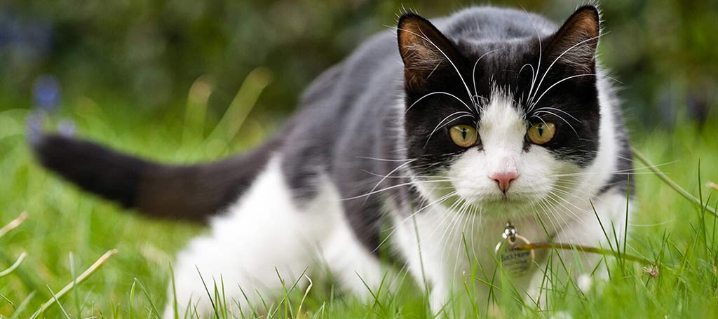 Veterinario a domicilio a Brescia per cani e gatti