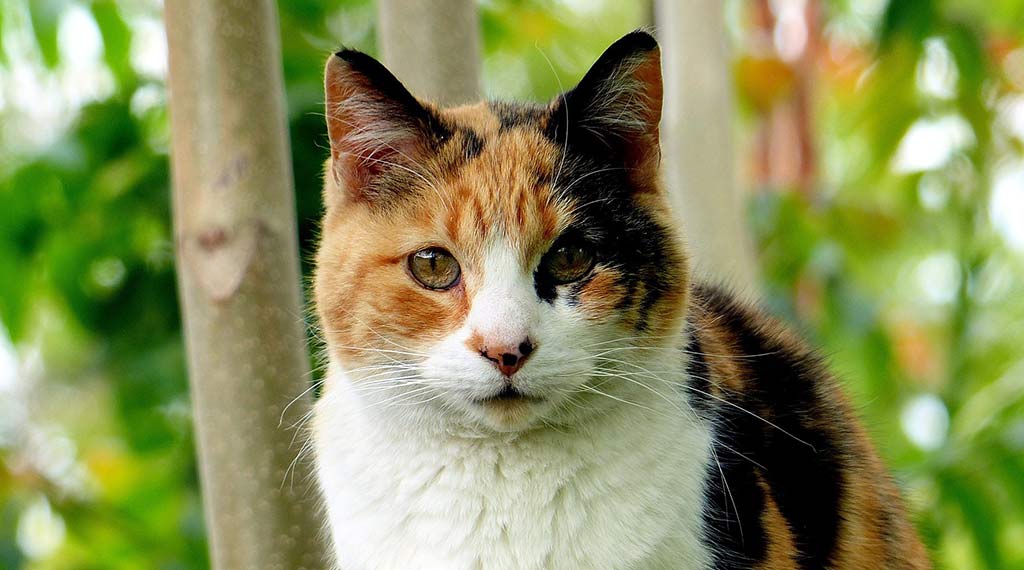 Veterinario a domicilio a Brescia per cani e gatti