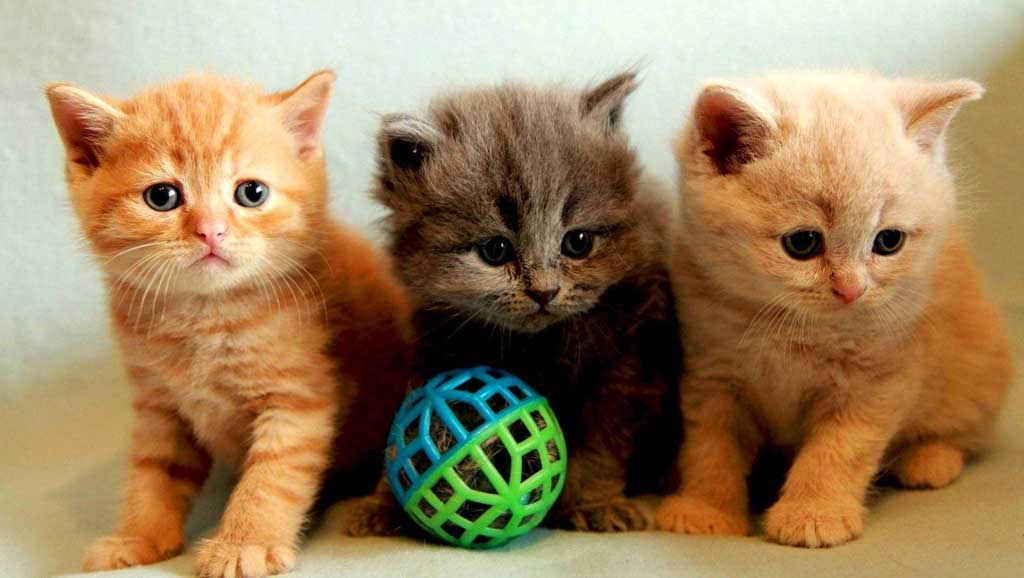 Veterinario a domicilio a Desenzano del Garda per il tuo gattino
