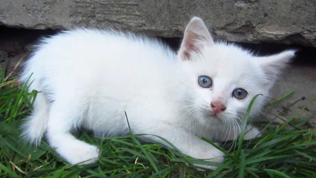 Veterinario a domicilio a Desenzano del Garda per il tuo gattino