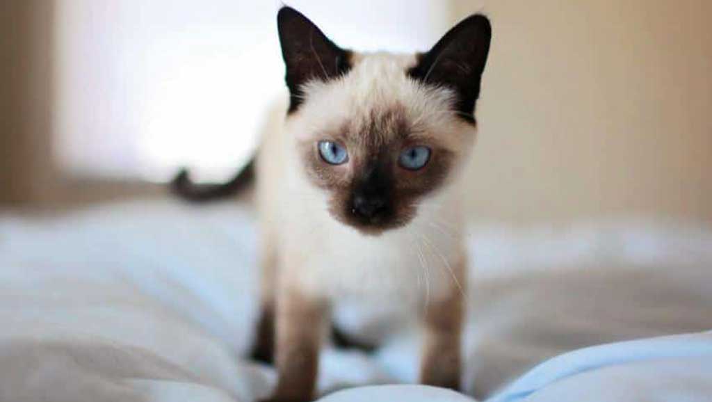 Veterinario a domicilio a Desenzano del Garda per il tuo gattino