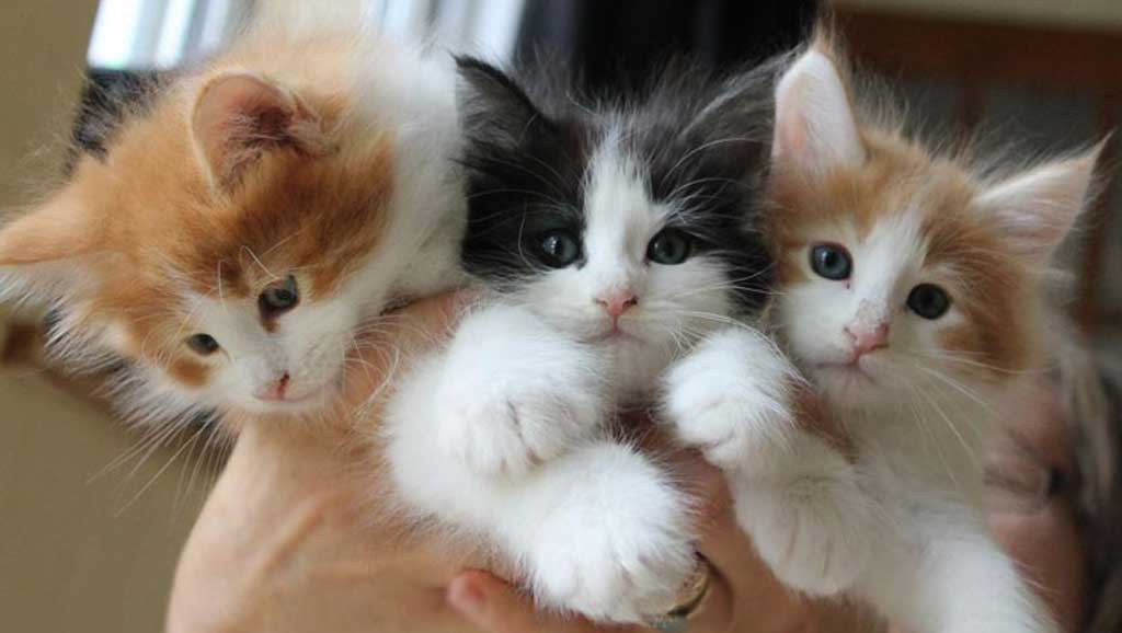 Veterinario a domicilio a Desenzano del Garda per il tuo gattino