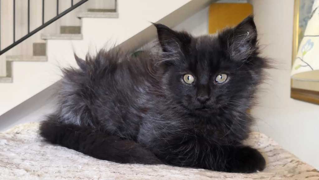 Veterinario a domicilio a Desenzano del Garda per il tuo gattino
