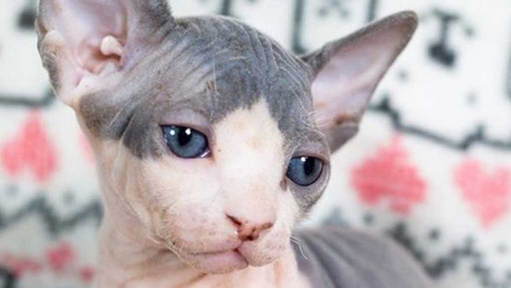 Veterinario a domicilio a Desenzano del Garda per il tuo gattino
