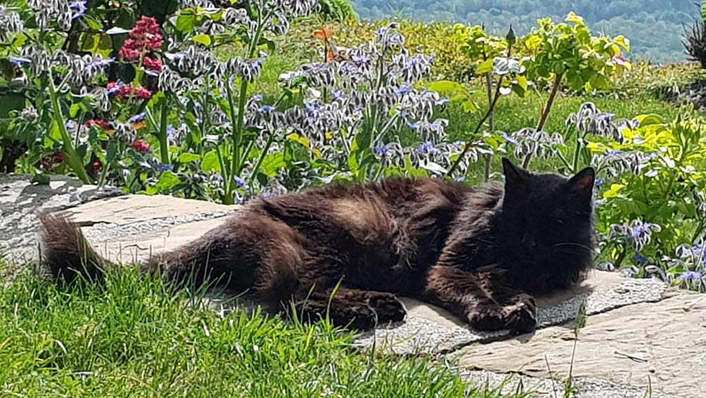 Veterinario a domicilio a Desenzano del Garda per il tuo gatto