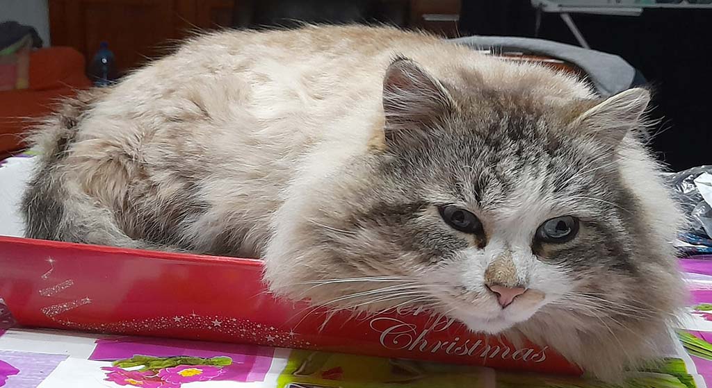 Veterinario a domicilio a Desenzano del Garda per il tuo gatto