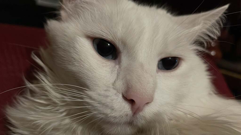 Veterinario a domicilio a Desenzano del Garda per il tuo gatto