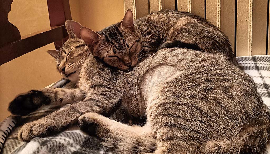 Veterinario a domicilio a Desenzano del Garda per il tuo gatto
