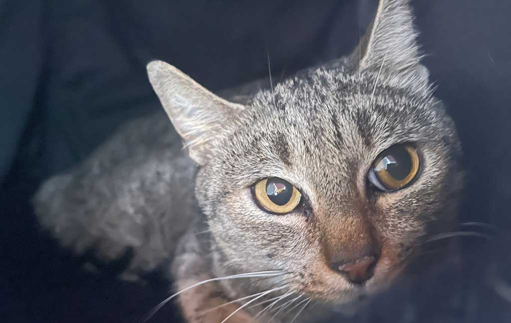 Veterinario a domicilio a Desenzano del Garda per il tuo gatto