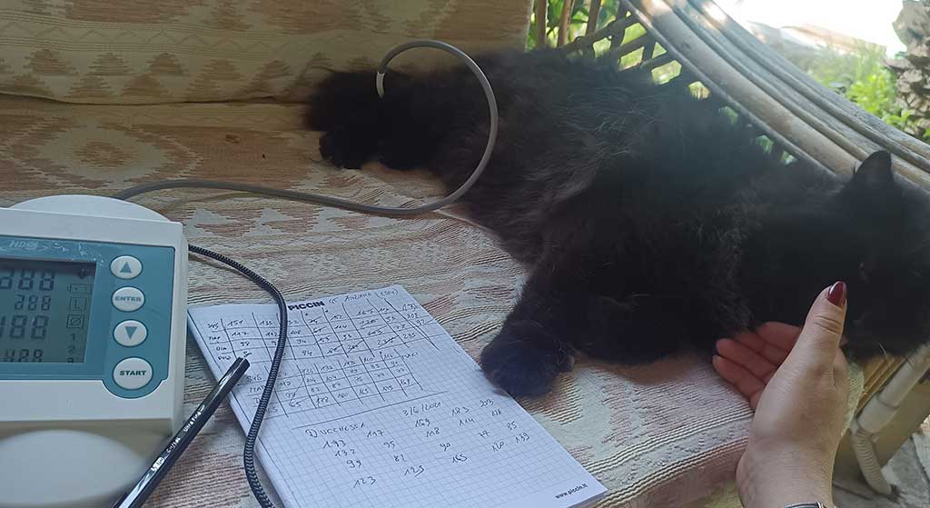 Veterinario a domicilio a Desenzano del Garda per il tuo gatto