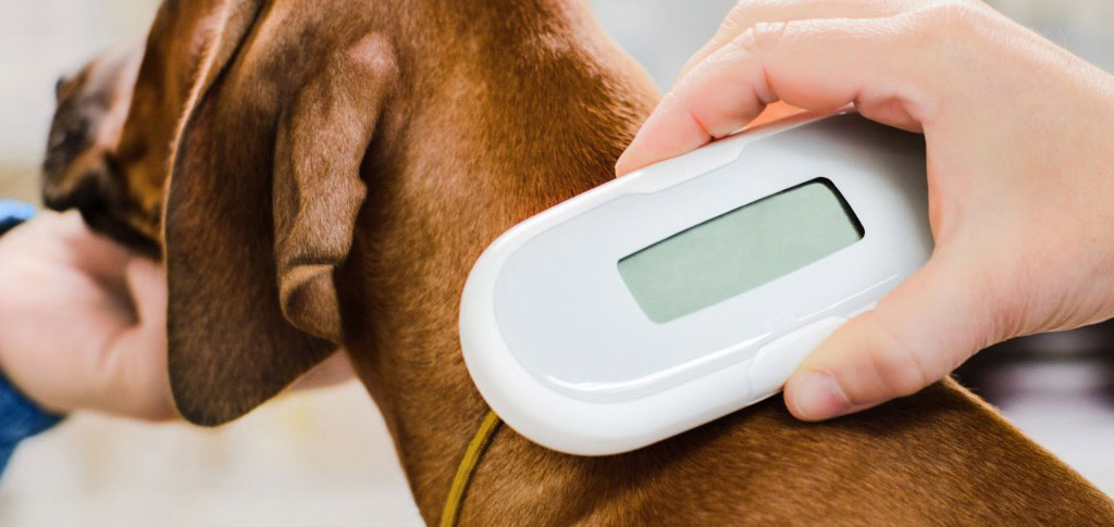 Thermochip con misurazione della temperatura per cani e gatti