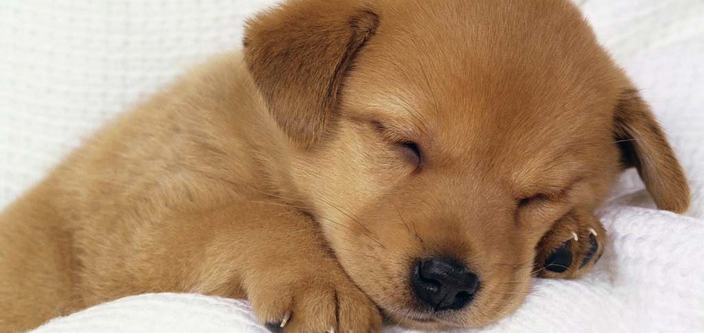 Veterinario a domicilio a Brescia