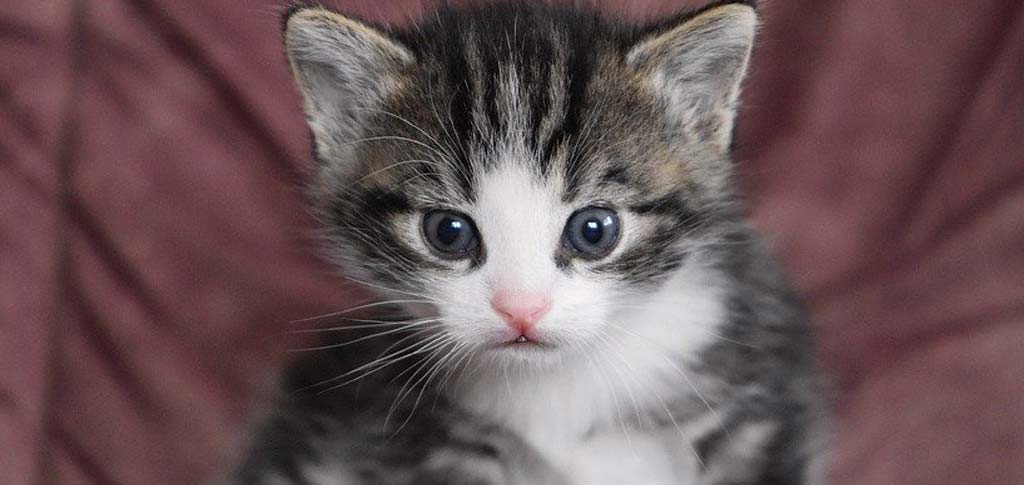 Veterinario a domicilio a Brescia