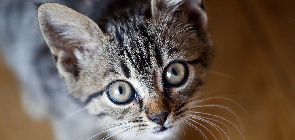 Veterinario a domicilio a Brescia