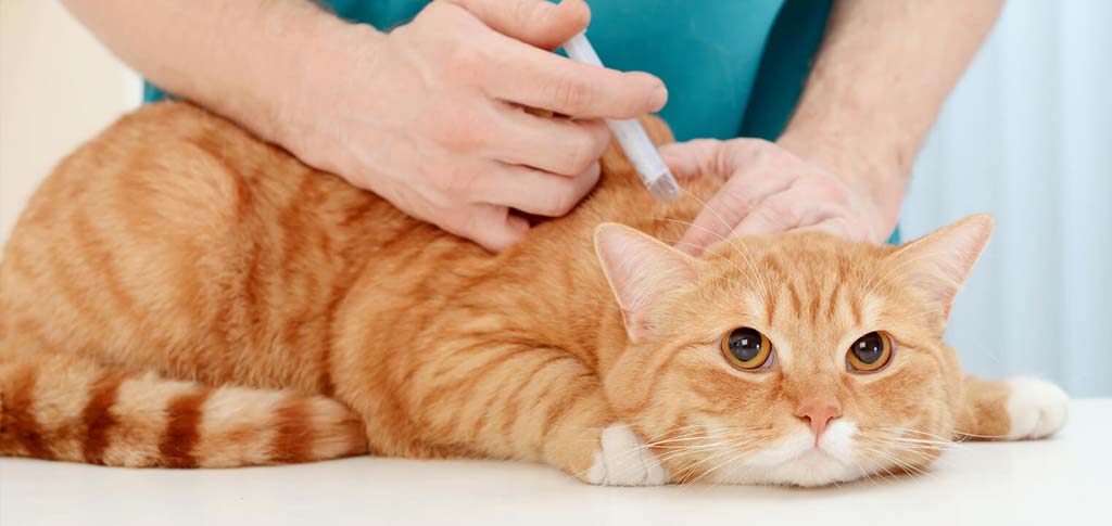 Veterinario a domicilio a Brescia