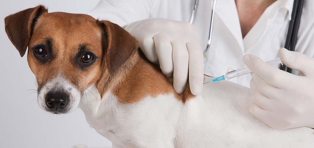 Veterinario a domicilio a Brescia