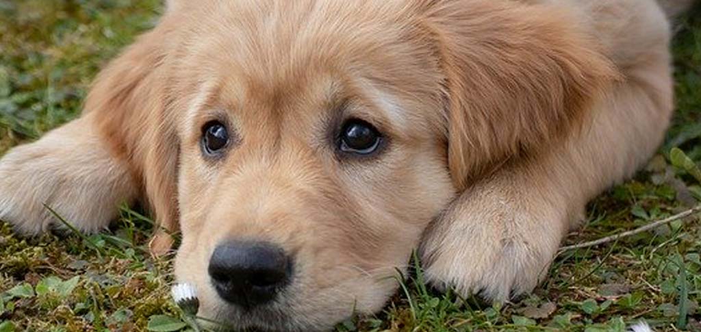 Veterinario a domicilio a Brescia