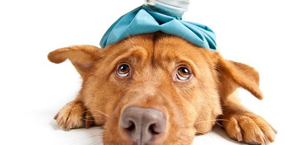Veterinario a domicilio a Brescia