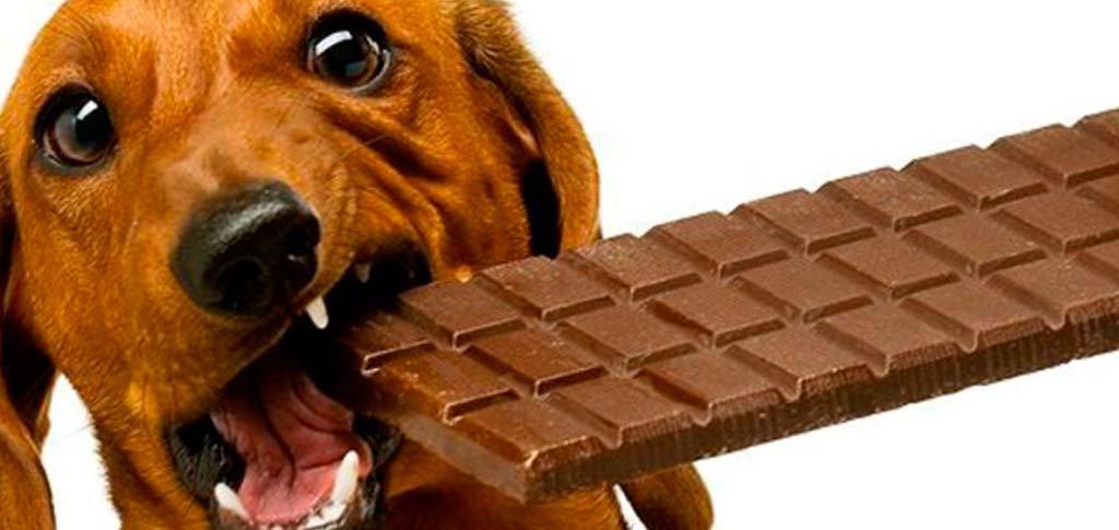 Veterinario a domicilio a Brescia