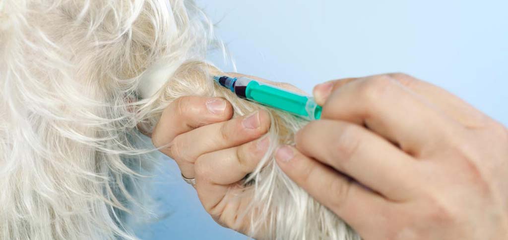 Veterinario a domicilio a Brescia