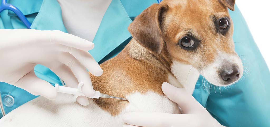 Veterinario a domicilio a Brescia