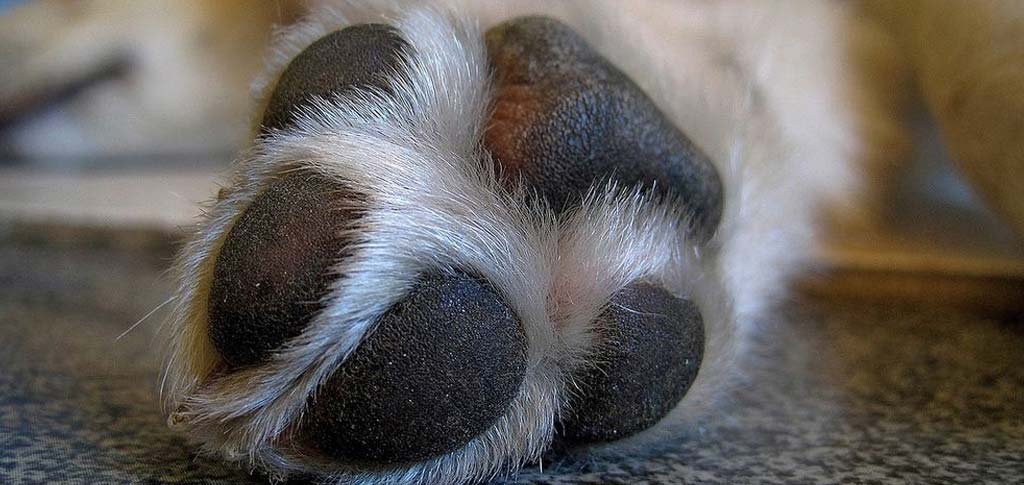 Veterinario a domicilio a Brescia
