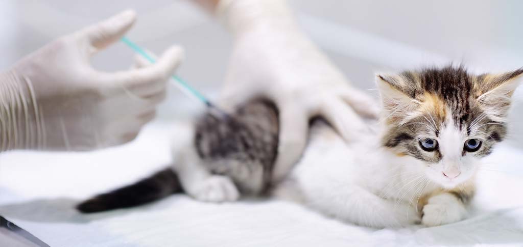 Veterinario a domicilio a Brescia