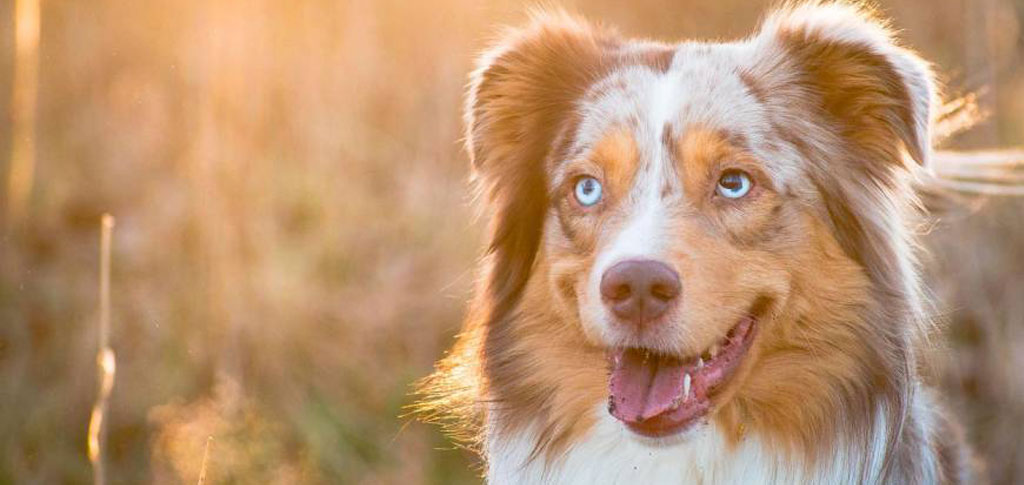 Veterinario a domicilio a Desenzano del Garda per cani e gatti