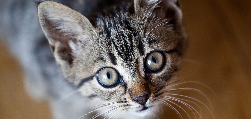 Veterinario a domicilio a Desenzano del Garda per cani e gatti