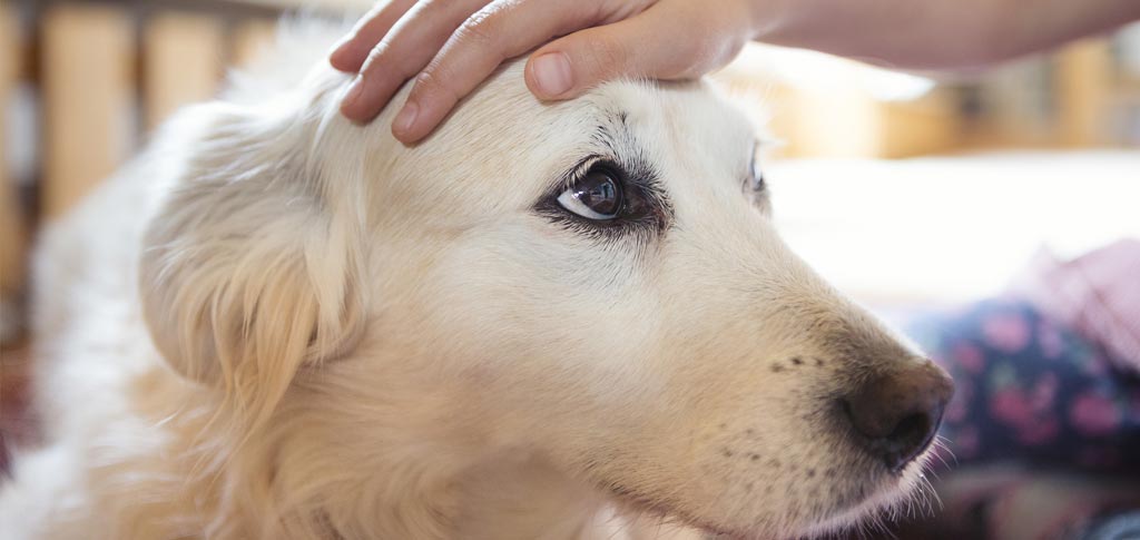 Veterinario a domicilio a Brescia
