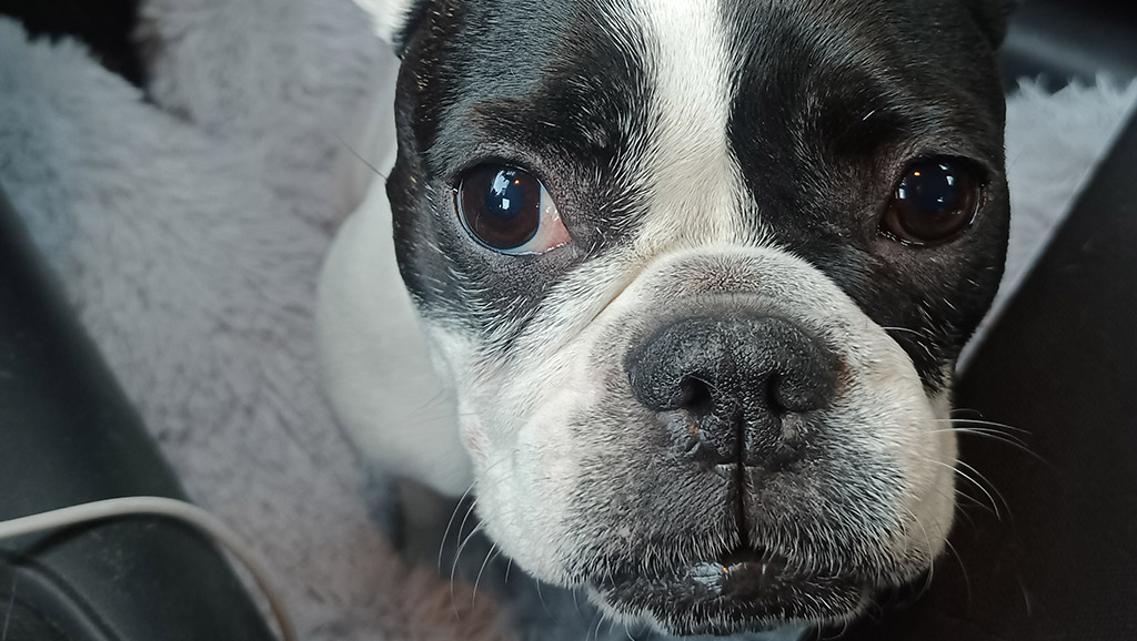 Veterinario a domicilio a Brescia